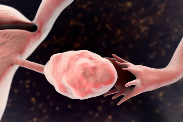 健康卵巢和输卵管 3D插图 — 图库照片