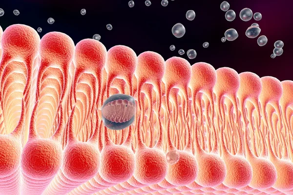Κυτταρική μεμβράνη — Φωτογραφία Αρχείου