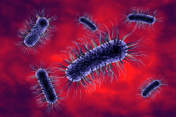 Escherichia Coli — Stockfoto