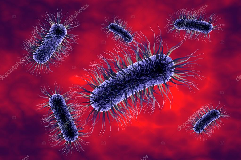 Escherichia Coli 2024
