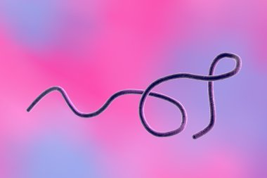 Bakteri Borrelia recurrentis veya diğer Borrelia