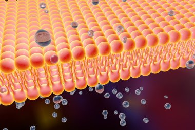 Cell membrane clipart