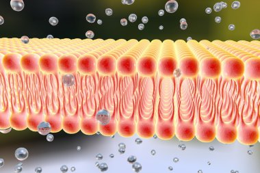 Cell membrane clipart