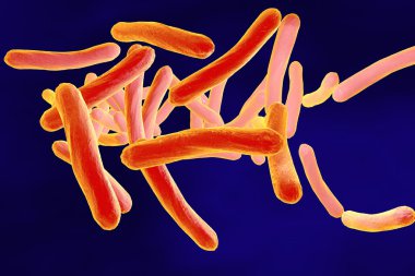 Mycobacterium tüberküloz