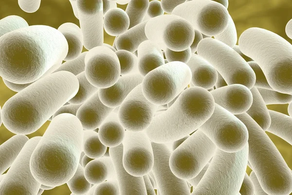 Bacteria — Stock Photo, Image