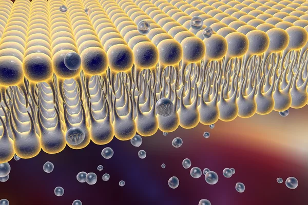 Cell membrane — Stock Photo, Image