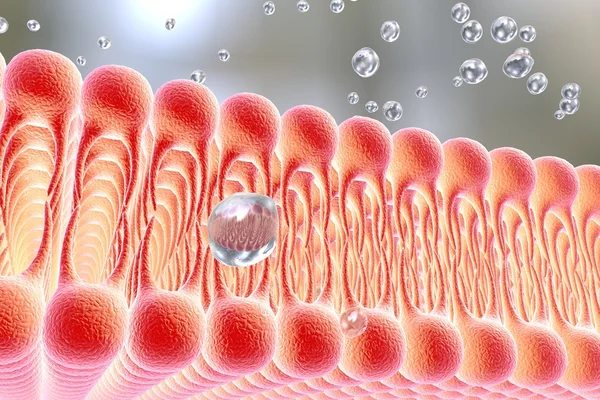 Cell membrane — Stock Photo, Image