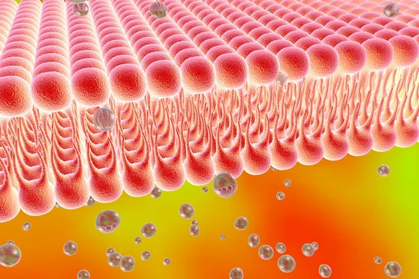 Cell membrane — Stock Photo, Image