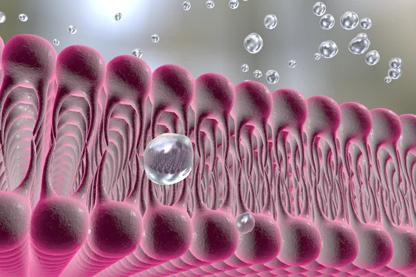 Cell membrane — Stock Photo, Image