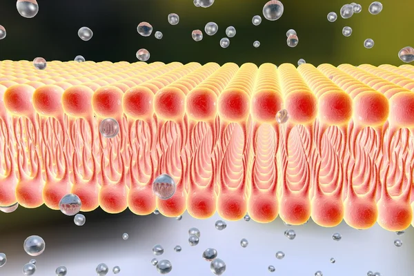 Cell membrane — Stock Photo, Image