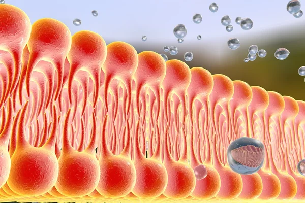 Κυτταρική μεμβράνη — Φωτογραφία Αρχείου
