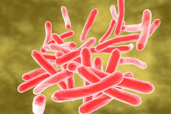 Mycobacterium tuberculosis — Stock Photo, Image