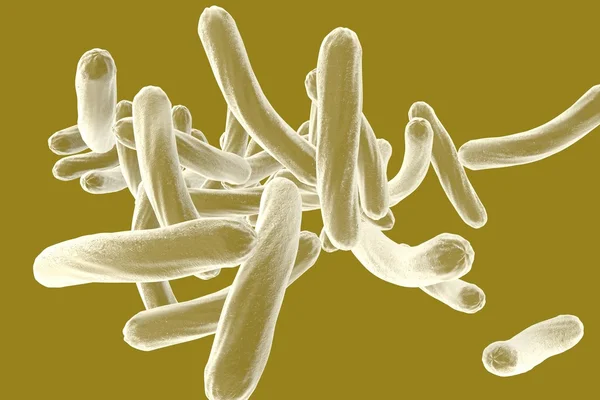 Микобактерии туберкулёза — стоковое фото