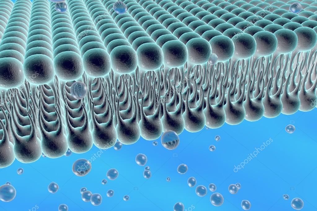 Cell membrane Stock Photo by ©katerynakon 78119272