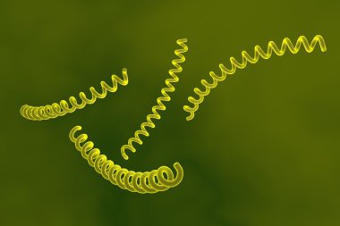 Treponema yarayan