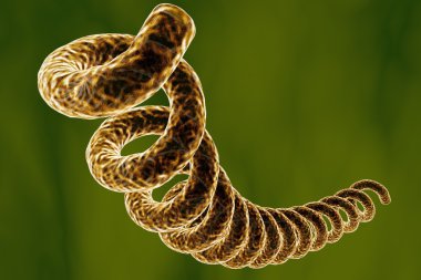 Treponema yarayan
