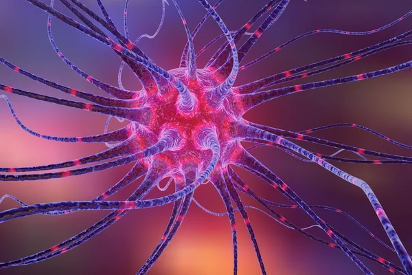 Neuron — Stock Photo, Image