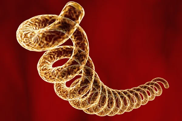 Treponema pallidum — Stock Photo © katerynakon 78120648