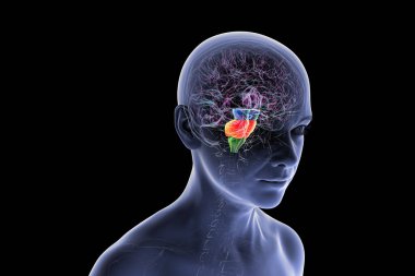 Beyin sapı insan beyninde vurgulandı: mavi ortadaki beyin, turuncu pons, ve yeşil ile medulla oblongata, üç boyutlu illüstrasyon.