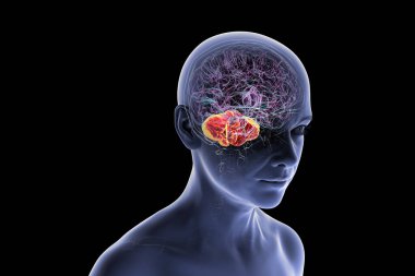 Altı çizili beyinciği olan insan beyni, 3 boyutlu illüstrasyon. Beyincik koordinasyon, denge ve iyi motor kontrolünden sorumludur. Ataksi ve nörodejeneratif bozukluklarda hasar.