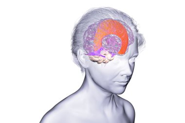 Vurgulanmış falx serebri ve tentoryum serebelli ile insan beyni, beyin yarıkürelerini ve beyinciği yapısal destek ve koruma için ayıran büyük dural kıvrımlar, 3 boyutlu illüstrasyon.