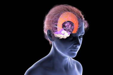 Vurgulanmış falx serebri ve tentoryum serebelli ile insan beyni, beyin yarıkürelerini ve beyinciği yapısal destek ve koruma için ayıran büyük dural kıvrımlar, 3 boyutlu illüstrasyon.