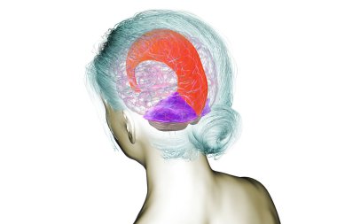 Vurgulanmış falx serebri ve tentoryum serebelli ile insan beyni, beyin yarıkürelerini ve beyinciği yapısal destek ve koruma için ayıran büyük dural kıvrımlar, 3 boyutlu illüstrasyon.