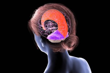 Vurgulanmış falx serebri ve tentoryum serebelli ile insan beyni, beyin yarıkürelerini ve beyinciği yapısal destek ve koruma için ayıran büyük dural kıvrımlar, 3 boyutlu illüstrasyon.