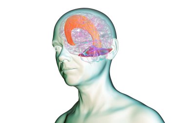 Vurgulanmış falx serebri ve tentoryum serebelli ile insan beyni, beyin yarıkürelerini ve beyinciği yapısal destek ve koruma için ayıran büyük dural kıvrımlar, 3 boyutlu illüstrasyon.