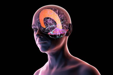 Vurgulanmış falx serebri ve tentoryum serebelli ile insan beyni, beyin yarıkürelerini ve beyinciği yapısal destek ve koruma için ayıran büyük dural kıvrımlar, 3 boyutlu illüstrasyon.