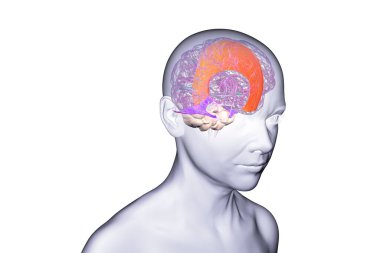 Vurgulanmış falx serebri ve tentoryum serebelli ile insan beyni, beyin yarıkürelerini ve beyinciği yapısal destek ve koruma için ayıran büyük dural kıvrımlar, 3 boyutlu illüstrasyon.