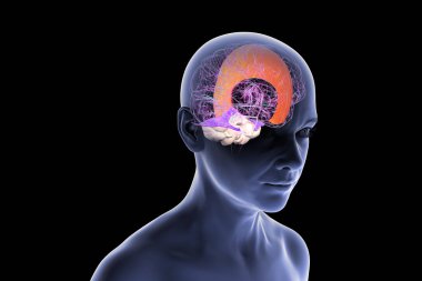 Vurgulanmış falx serebri ve tentoryum serebelli ile insan beyni, beyin yarıkürelerini ve beyinciği yapısal destek ve koruma için ayıran büyük dural kıvrımlar, 3 boyutlu illüstrasyon.