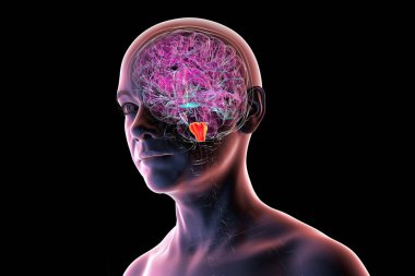 İnsan beyninde vurgulanmış medulla oblongata, 3 boyutlu illüstrasyon. Nefes almayı, kalp atışını ve diğer hayati özerk fonksiyonları kontrol eder..