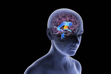 İnsan beyninde vurgulanan üçüncü beyin ventrikülü (kırmızı) ve ventriküler sistem (mavi), 3 boyutlu illüstrasyon.