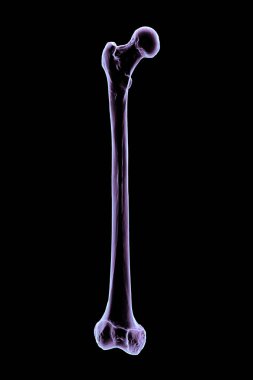 Uyluk kemiğinin anatomisi, 3 boyutlu illüstrasyon..