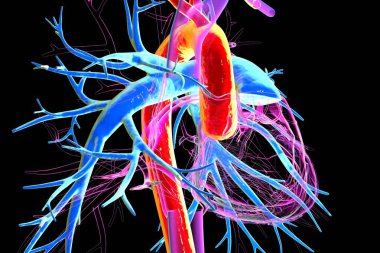Kırmızı ve pulmoner gövdede işaretlenmiş aort ve akciğer atardamarları mavi, sağ görüşlü, 3D resimli insan kalbi. Sistemik ve akciğer dolaşımının ana damarlarını gösterir.