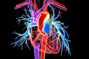 Kırmızı ve pulmoner gövde ile işaretlenmiş insan kalbi, mavi ve 3D çizim ile pulmoner arterler. Sistemik ve akciğer dolaşımının ana damarlarını gösterir.