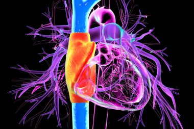 Sağ atriyum (kırmızı) ve üst ve alt vena cava (mavi), üç boyutlu illüstrasyon. Kalbe deoksijensiz kan geri döner, akciğer hipertansiyonunda ve sağ kalp yetmezliğinde genişleme meydana gelir..