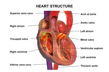 Kalp yapısı enine kesiti, Atrikül, ventrikül, kapakçık, septum ve ana damarlar dahil olmak üzere anatomik parçalarla üç boyutlu illüstrasyon.