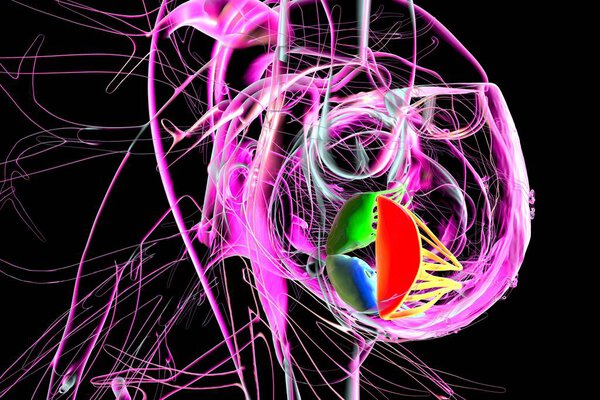 Human heart with highlighted tricuspid valve, 3D illustration. It controls blood flow between right atrium and ventricle, its dysfunction leads to regurgitation or stenosis with heart failure risk.