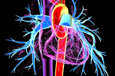 Kırmızı ve pulmoner gövde ile işaretlenmiş insan kalbi, mavi ve 3D çizim ile pulmoner arterler. Sistemik ve akciğer dolaşımının ana damarlarını gösterir.
