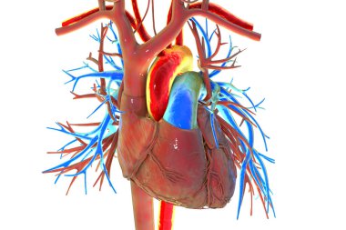 Kırmızı ve pulmoner gövde ile işaretlenmiş insan kalbi, mavi ve 3D çizim ile pulmoner arterler. Sistemik ve akciğer dolaşımının ana damarlarını gösterir.
