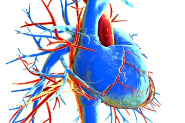 İnsan kalbi venöz bölümü mavi, atardamar kısmı kırmızı, üç boyutlu çizim gösteriyor. Sağ görünüm.