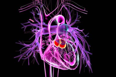 Pulmoner kapakçık, akciğer kapakçığı ile gösterilen 3 boyutlu illüstrasyon anatomik konumunu göstermek için vurgulanmış..