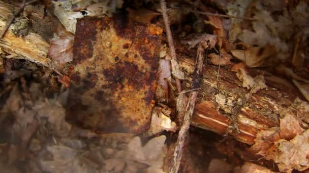 Старий військовий лопата в осінньому лісі — стокове відео