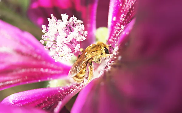 Ebegümeci çiçek arıya. Bulanık — Stok fotoğraf