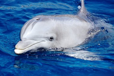 Dolphin in the water. clipart