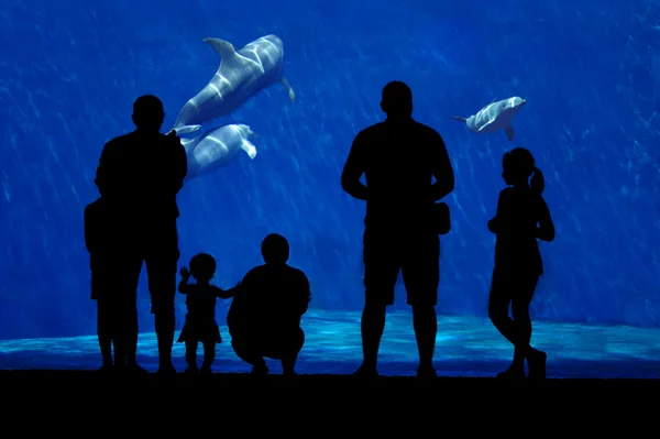 Silhouette di una famiglia che guarda il delfino . — Foto Stock