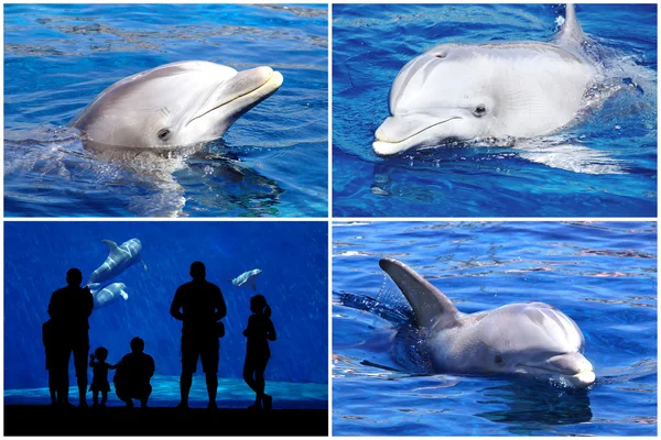 Collage de delfines y siluetas . — Foto de Stock