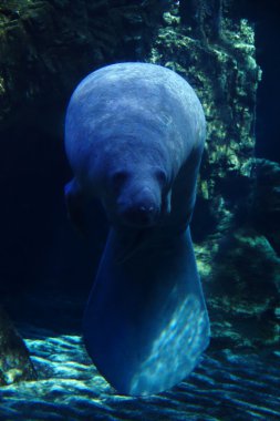 Manatee akvaryum.